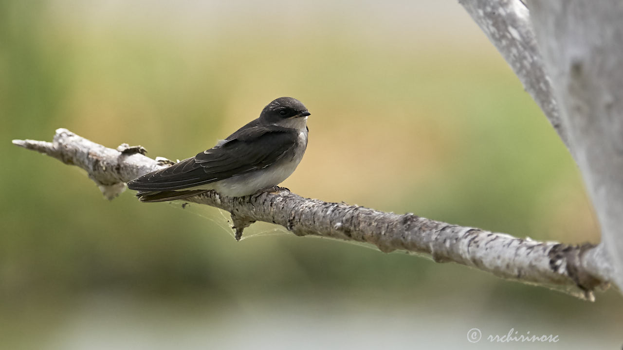 Tree swallow