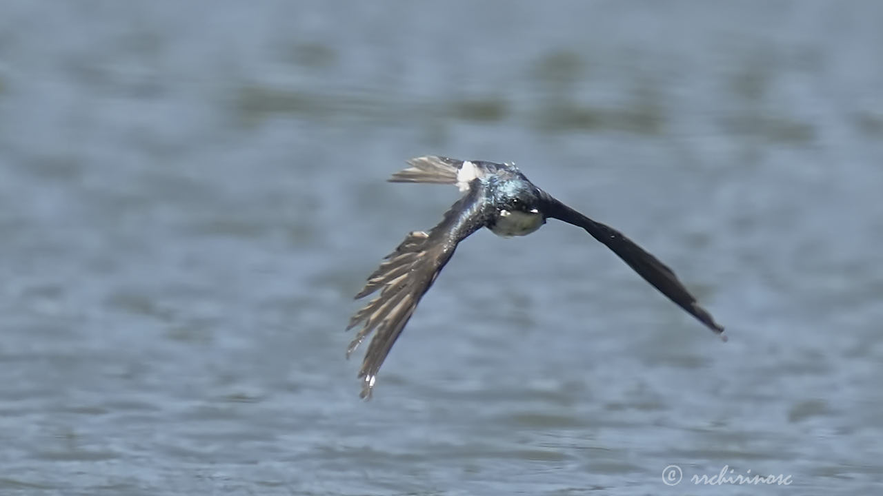 Tree swallow