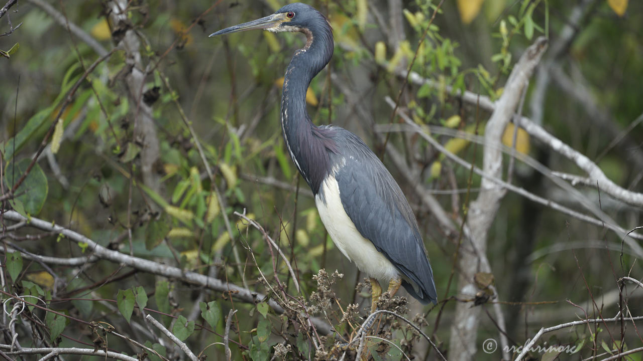 Tricolored heron