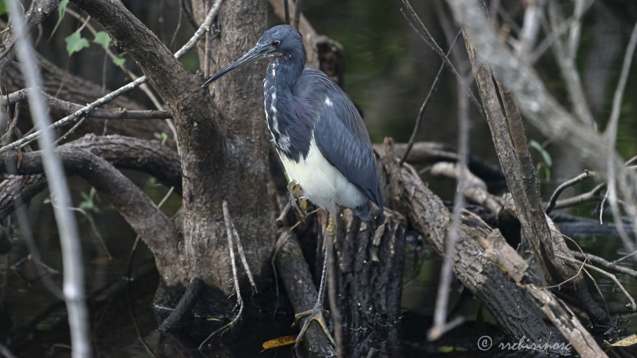 Tricolored heron