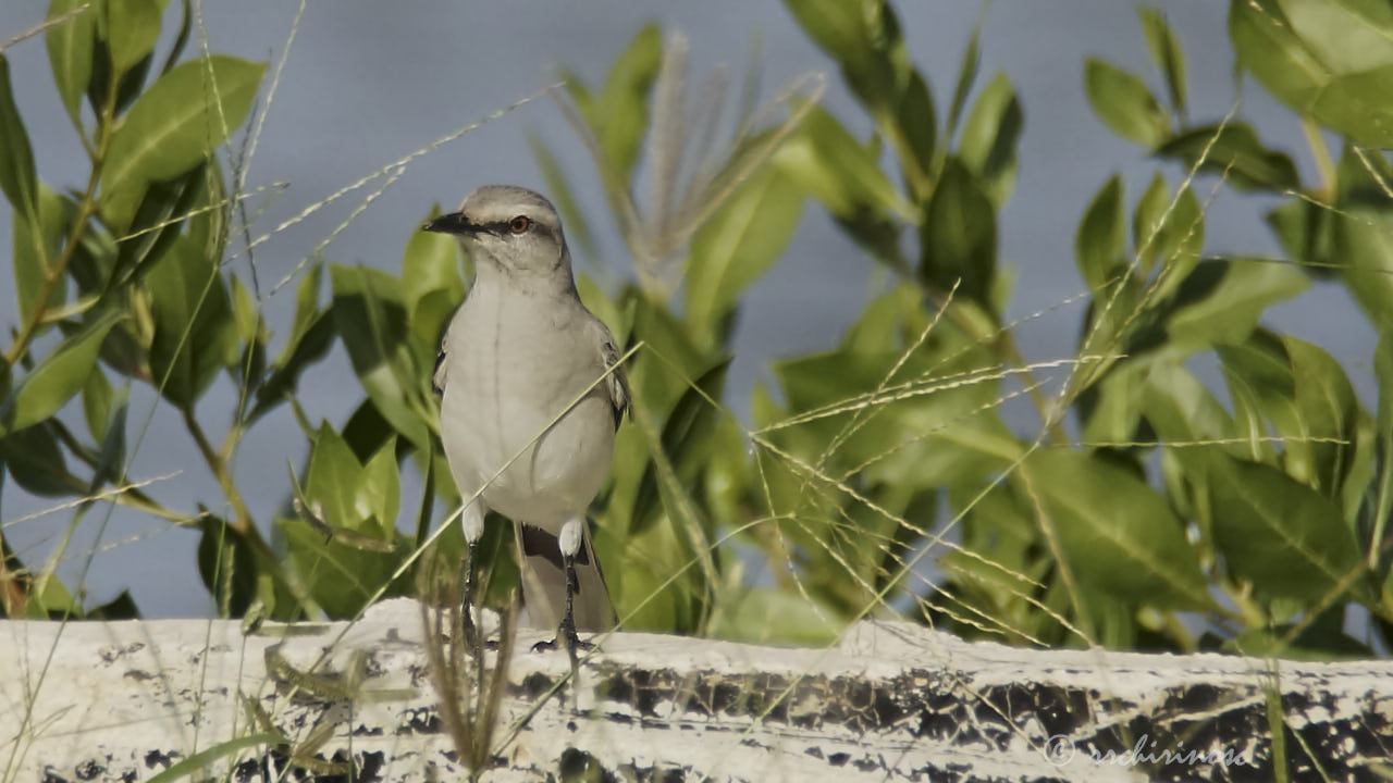 Tropical mockingbird