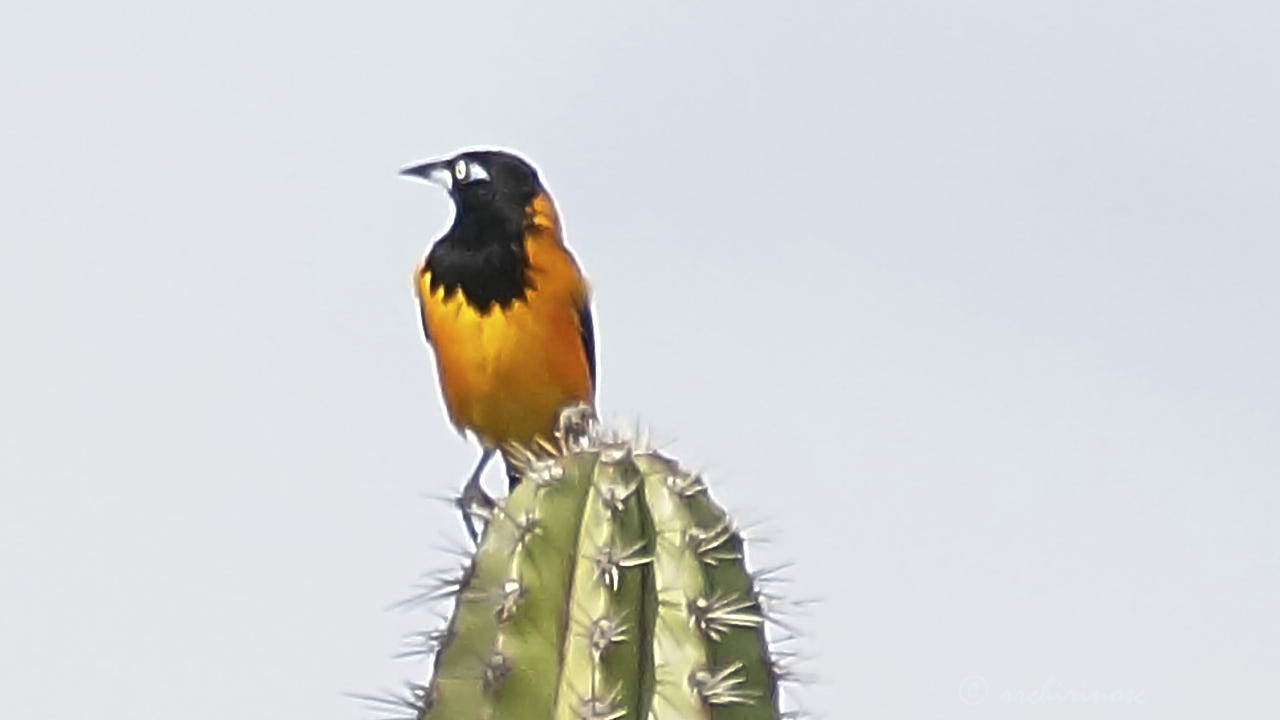 Venezuelan troupial