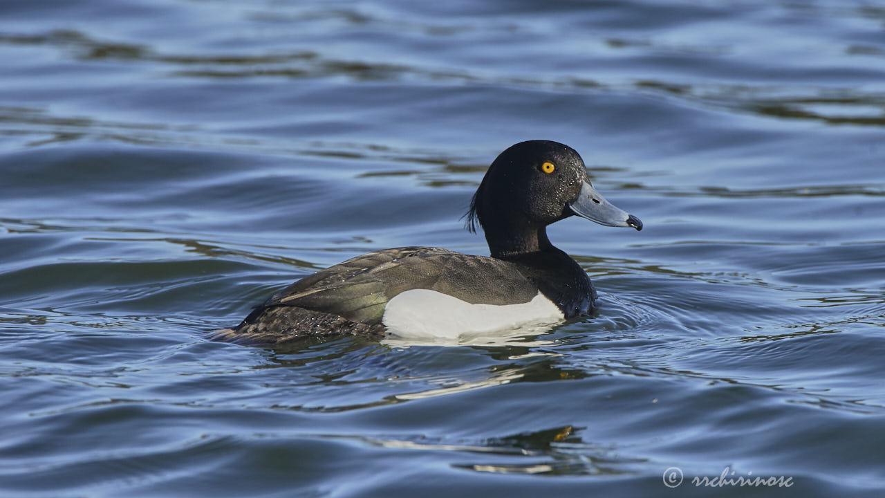 Tufted duck