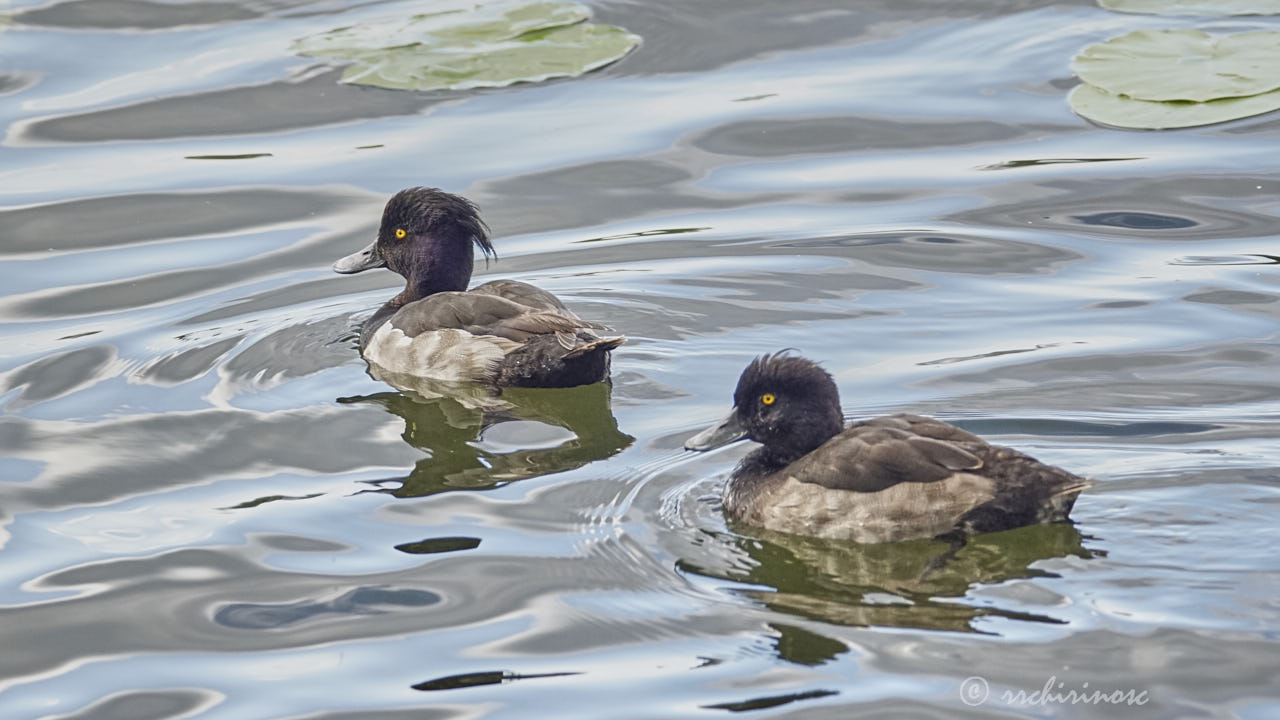 Tufted duck