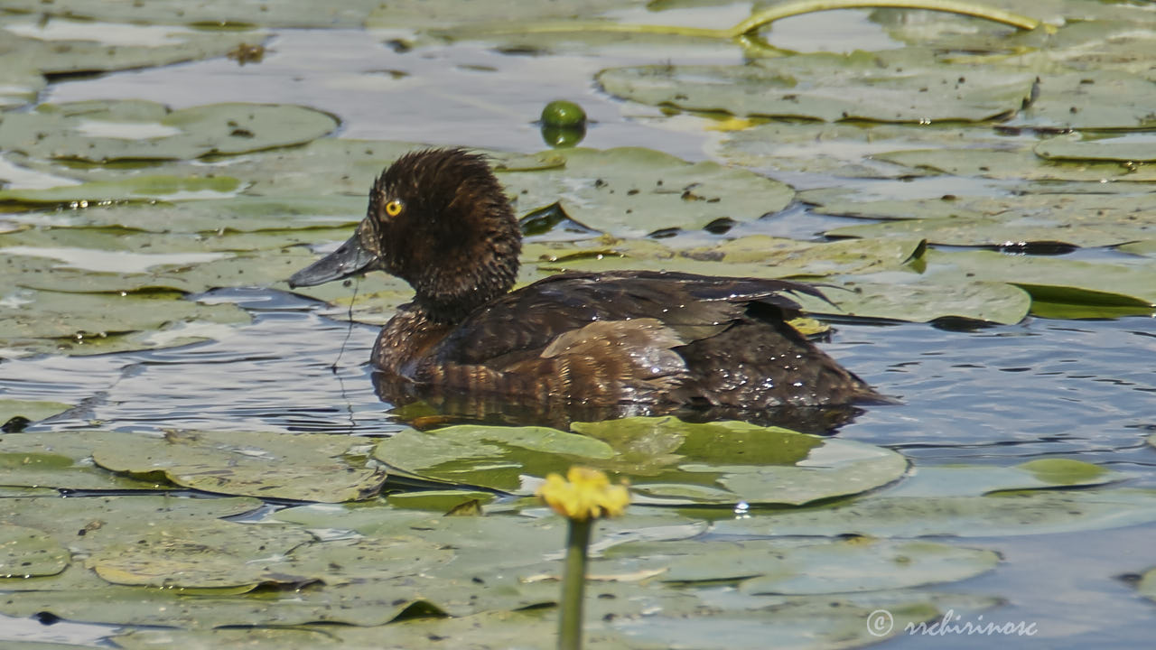 Tufted duck