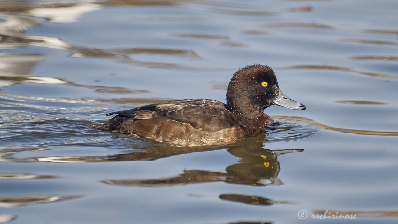 Tufted duck