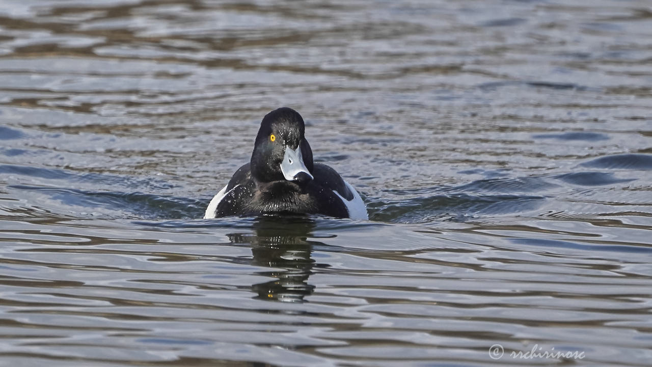 Tufted duck