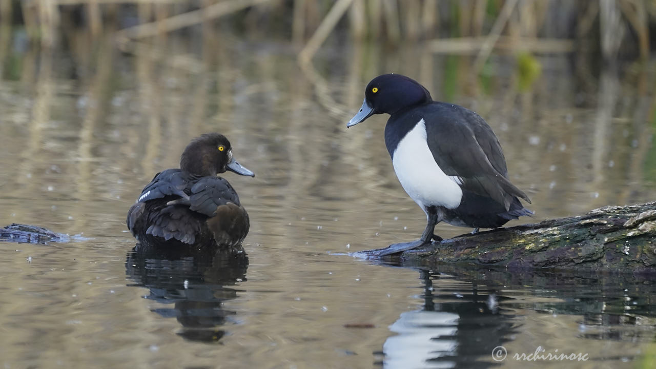 Tufted duck