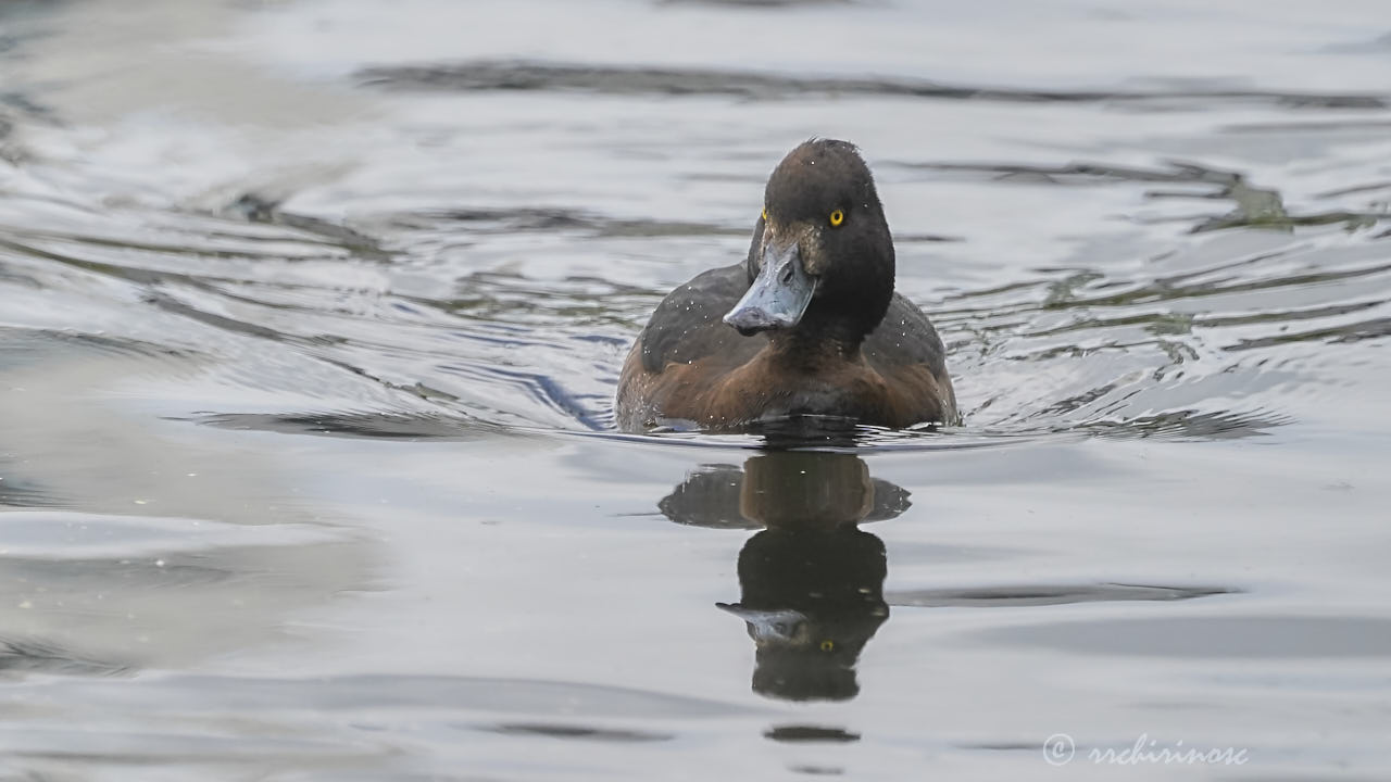 Tufted duck