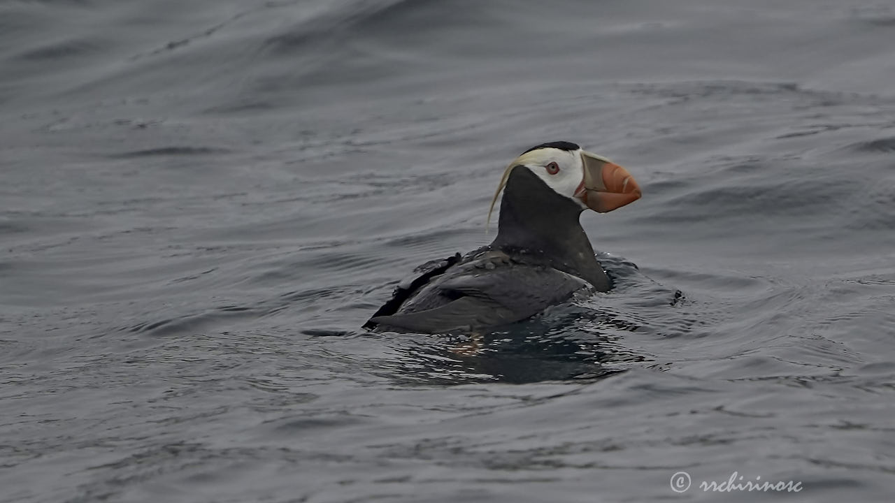 Tufted puffin