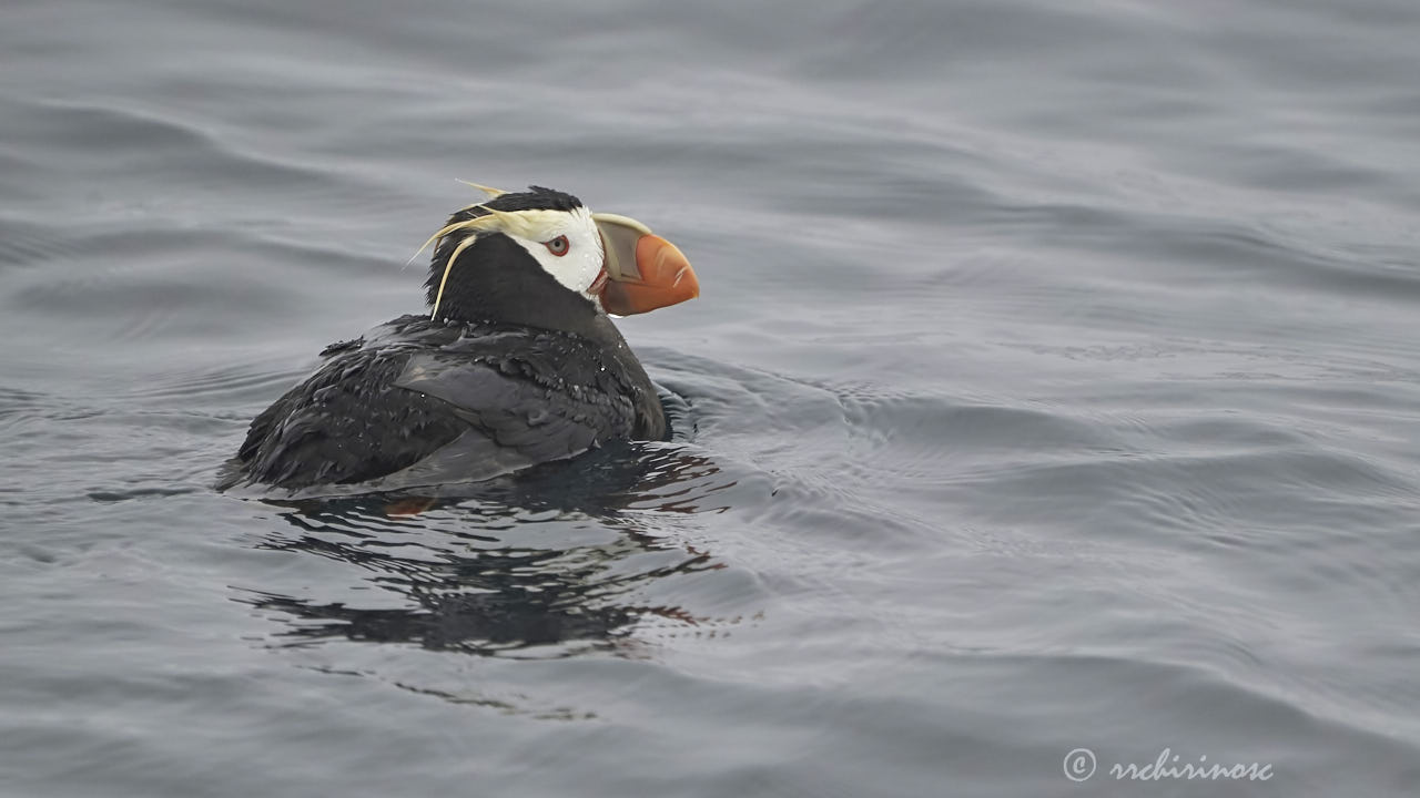 Tufted puffin