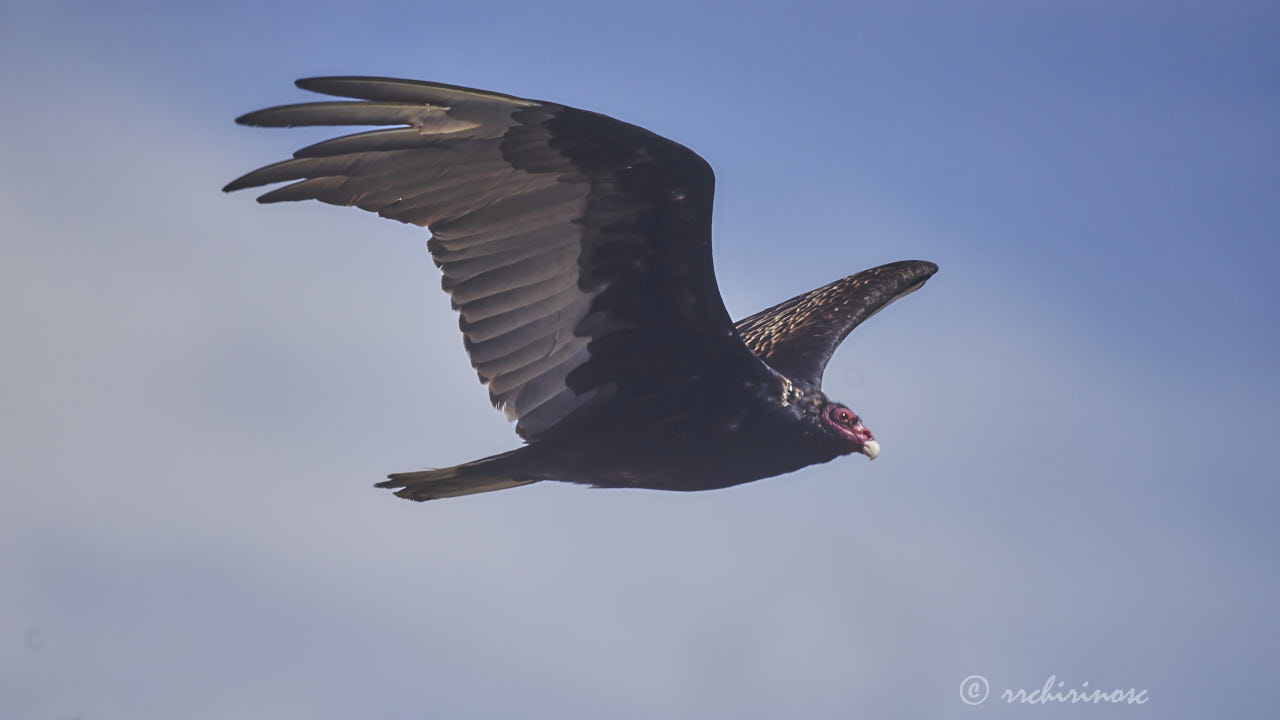 Turkey vulture