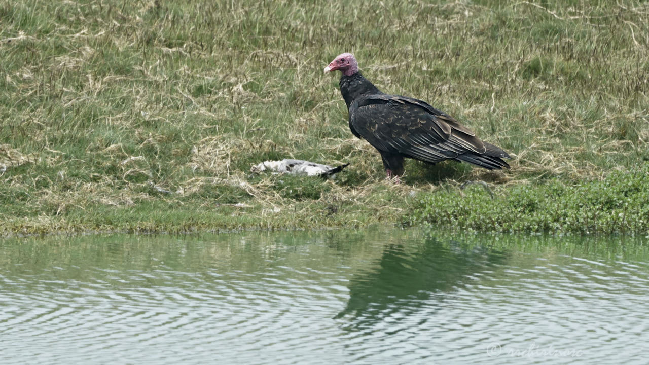 Turkey vulture