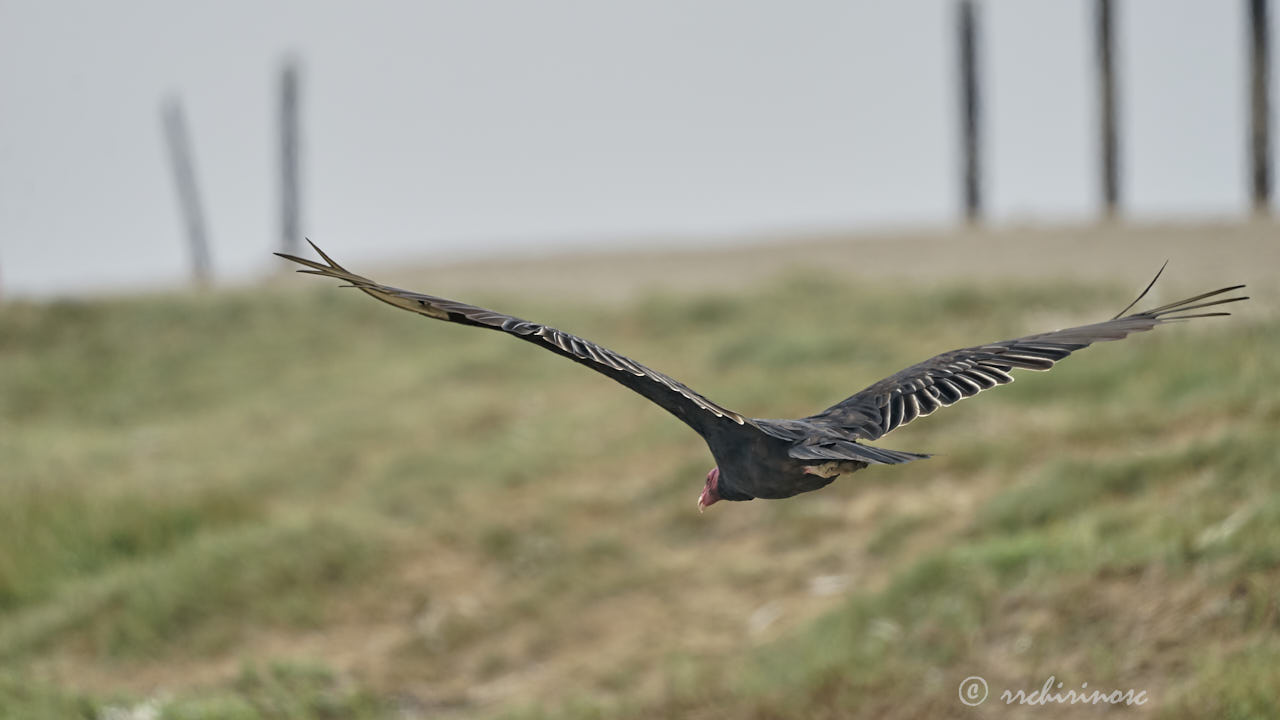 Turkey vulture