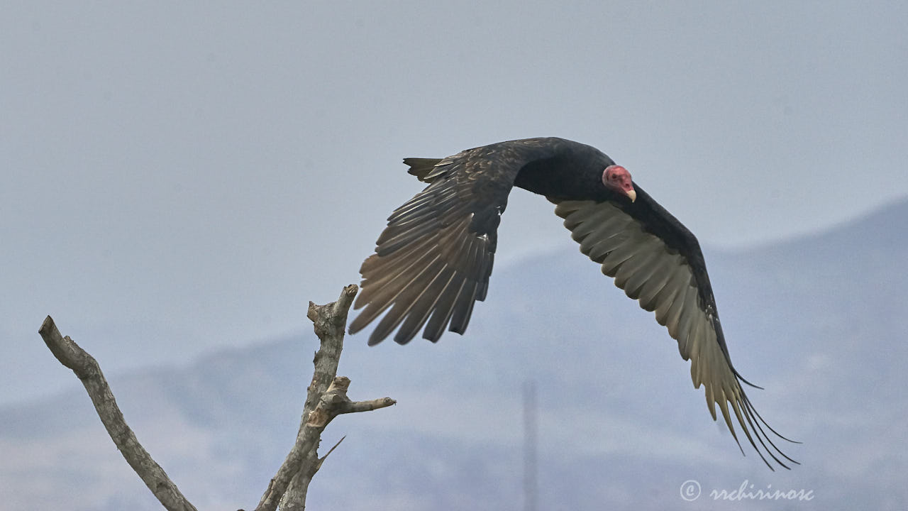 Turkey vulture