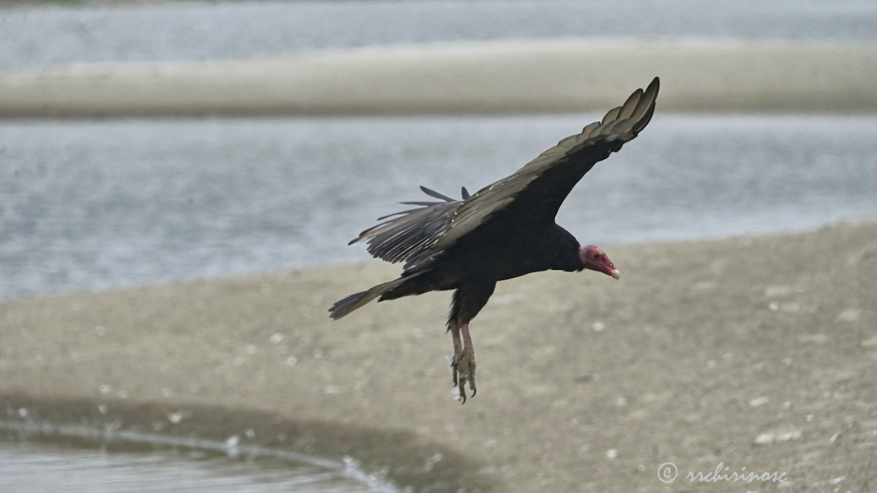 Turkey vulture