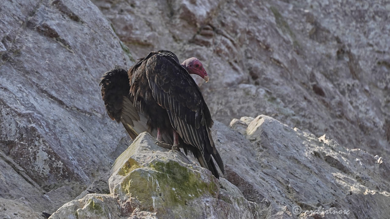 Turkey vulture