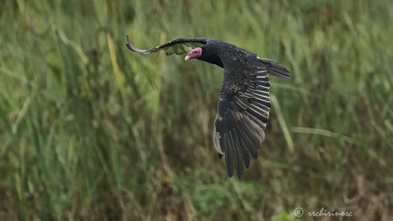 Turkey vulture