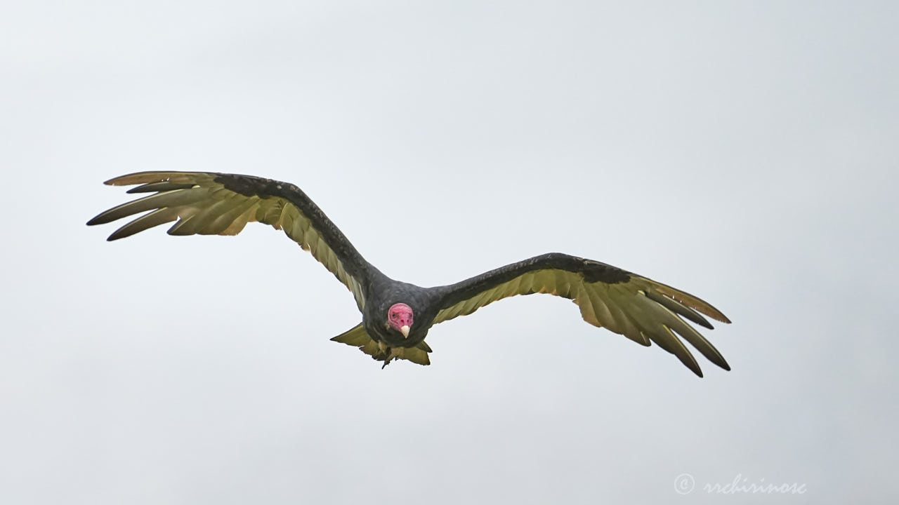 Turkey vulture