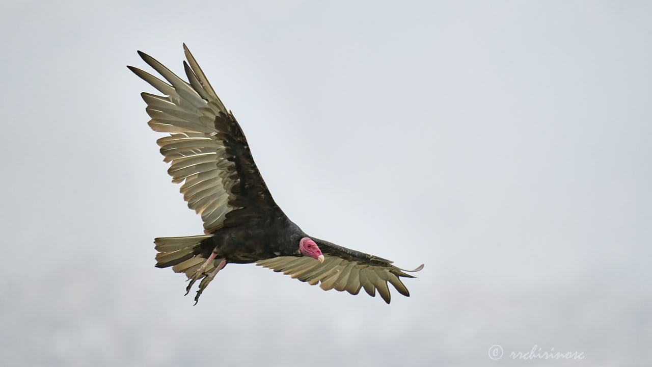 Turkey vulture