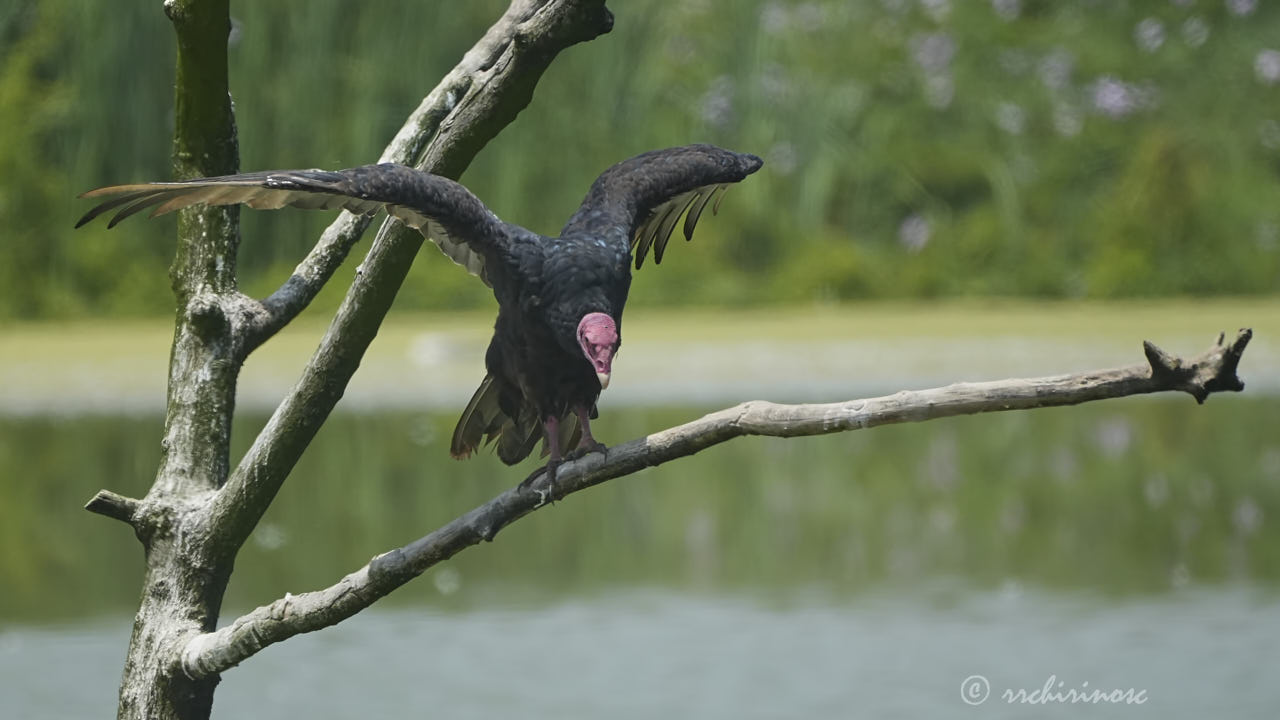 Turkey vulture