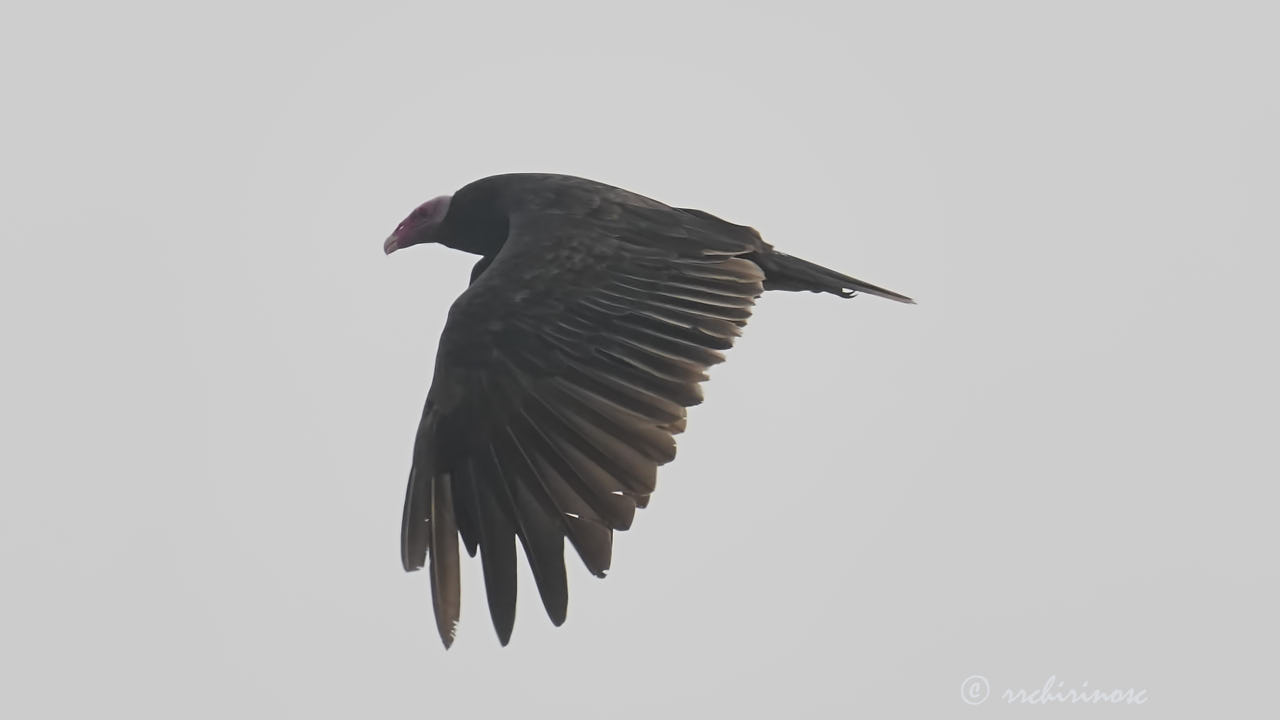 Turkey vulture