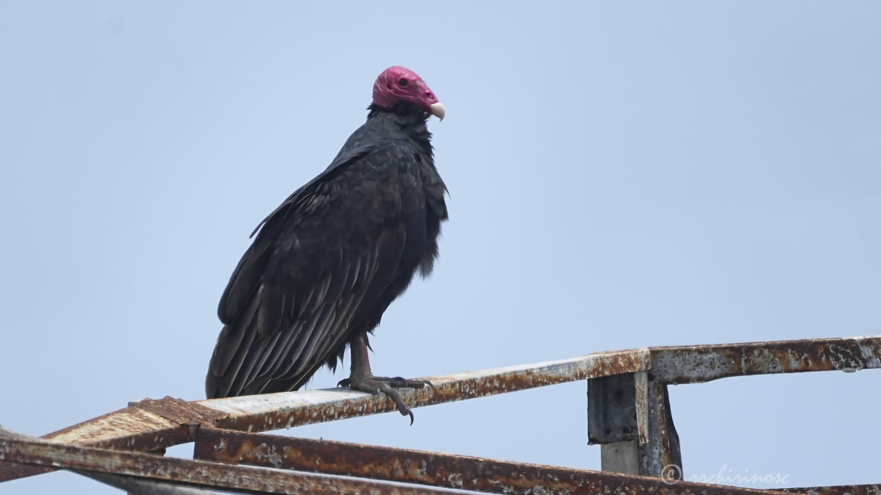 Turkey vulture