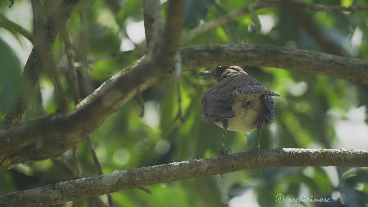 Black-billed thrush