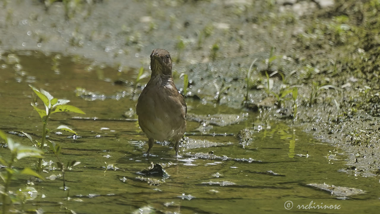 Black-billed thrush