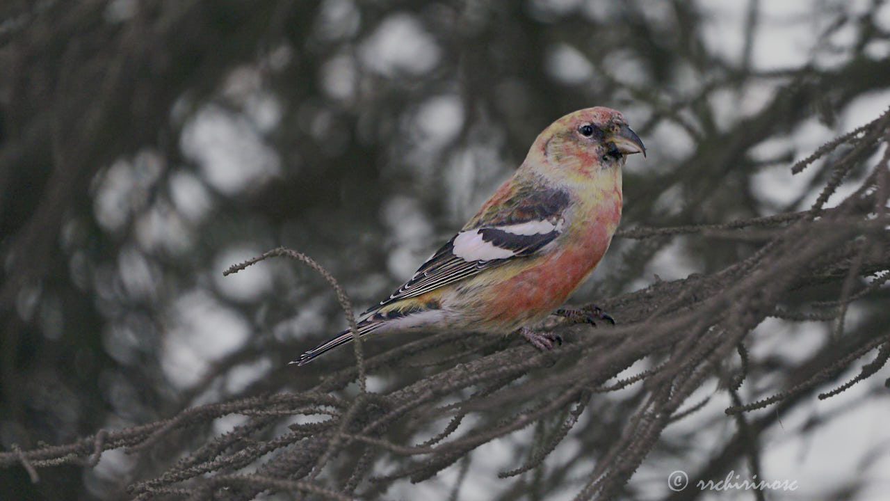 Two-barred crossbill