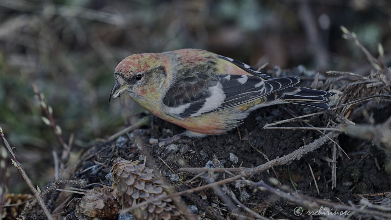 Two-barred crossbill