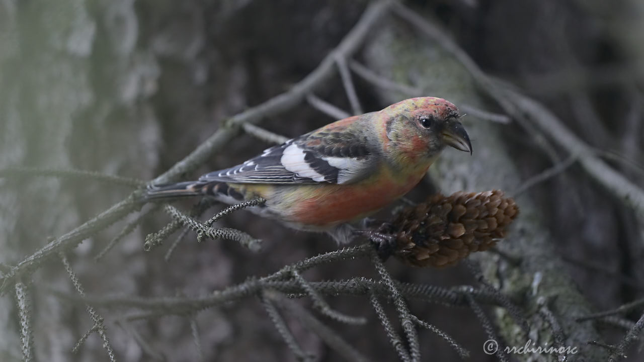 Two-barred crossbill