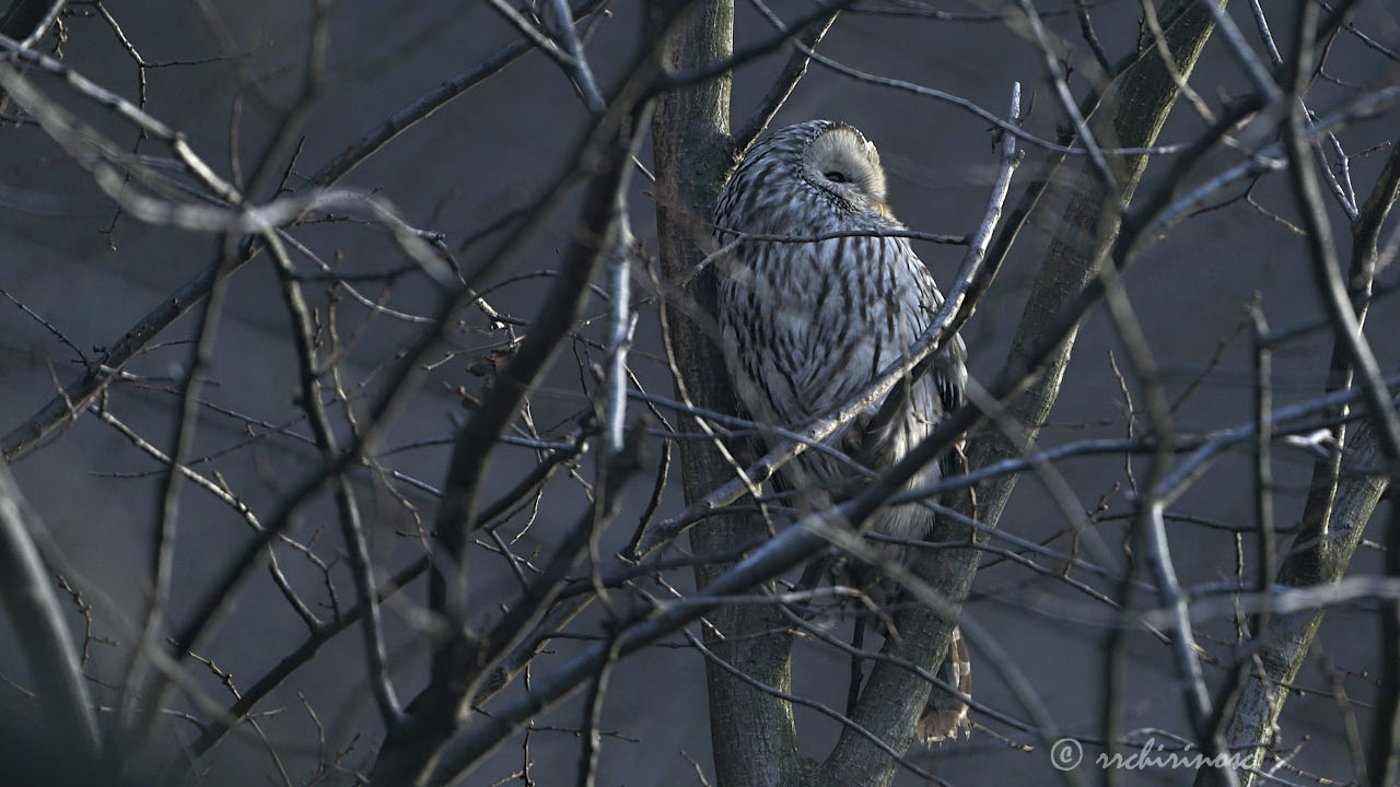 Ural owl