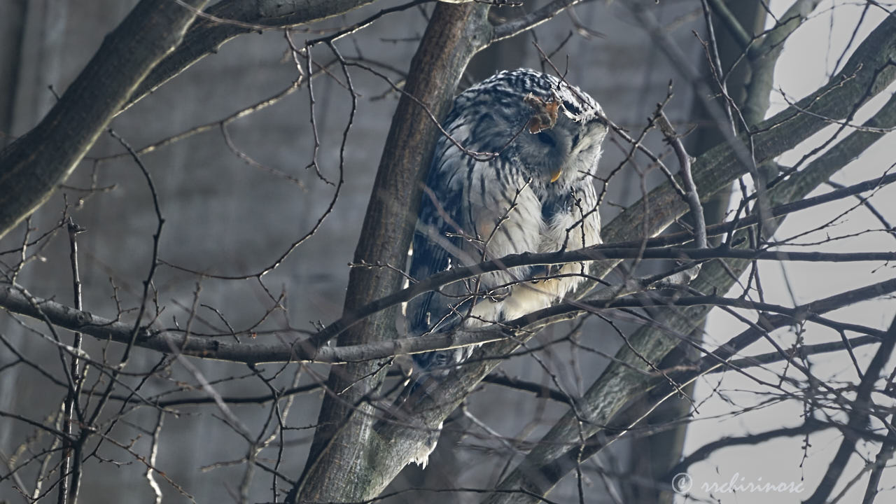 Ural owl