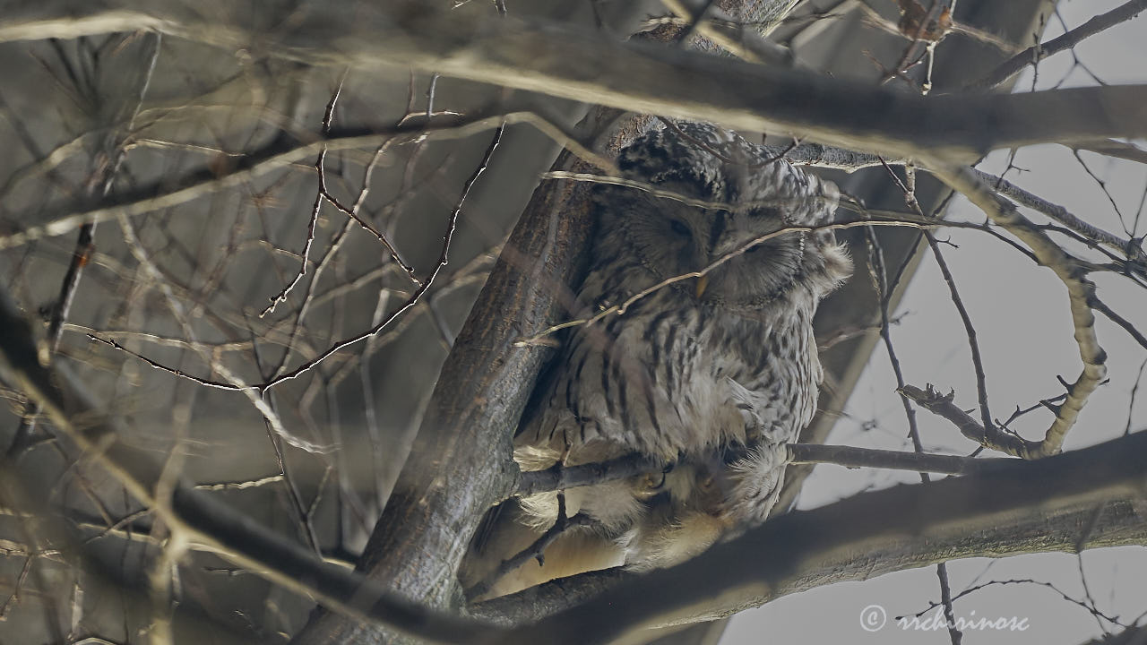 Ural owl