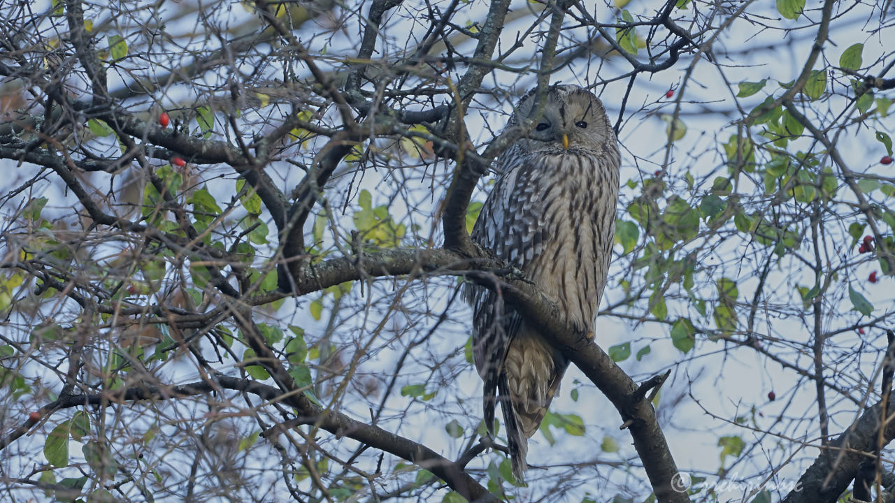 Ural owl