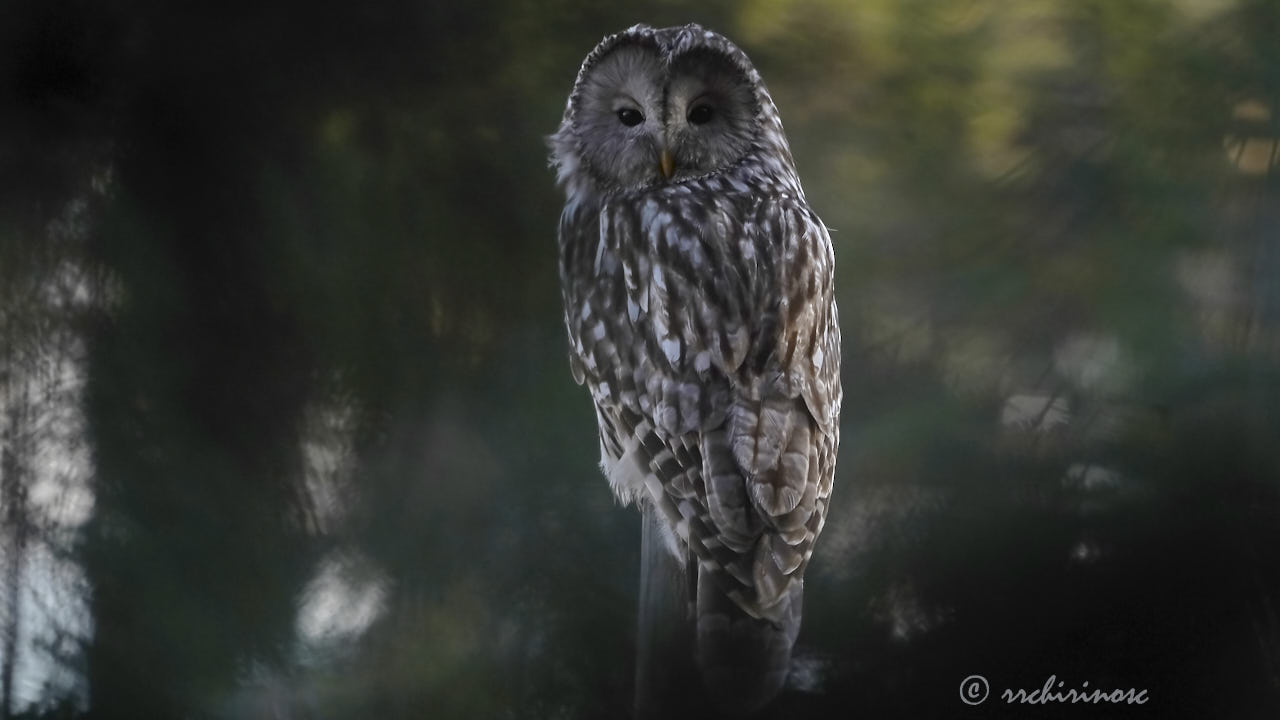 Ural owl