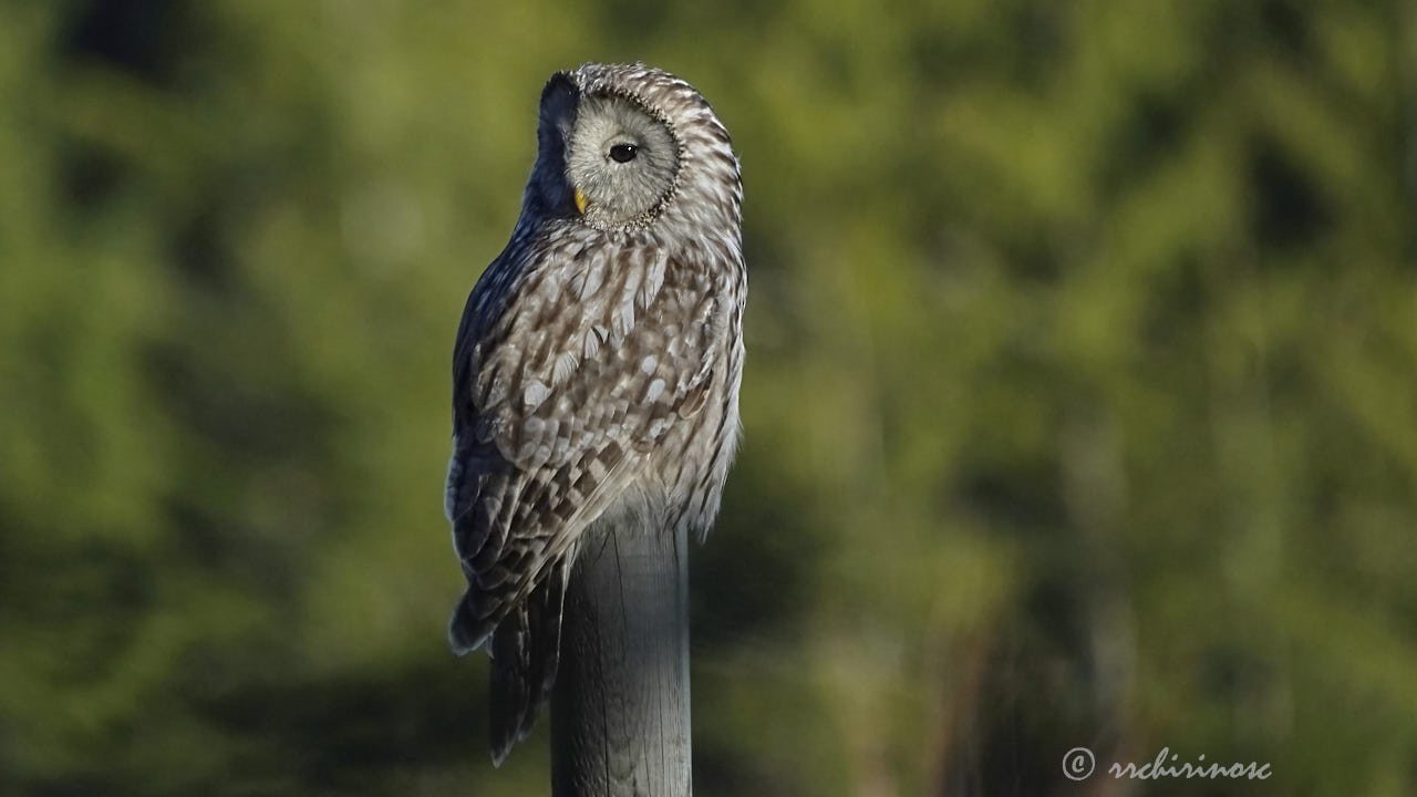 Ural owl