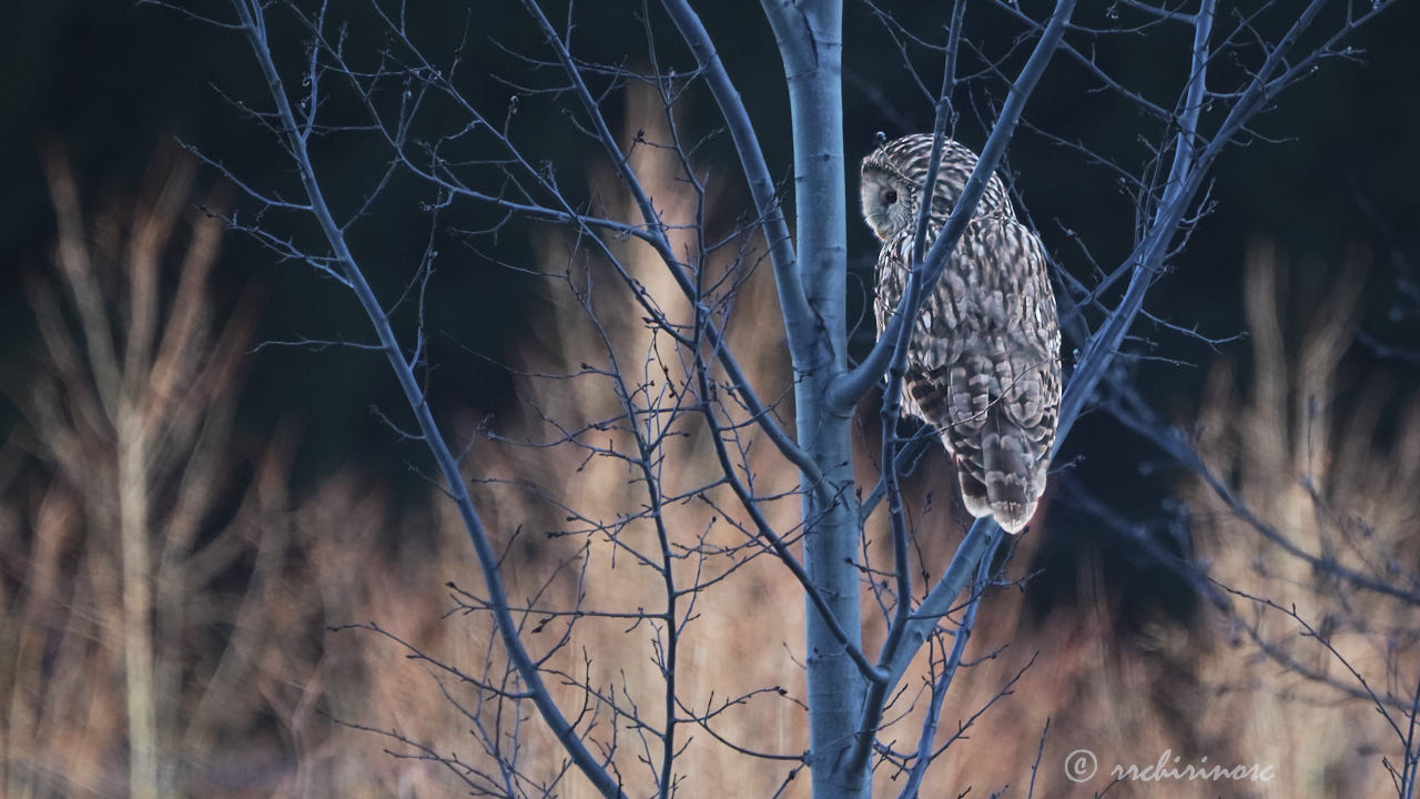 Ural owl