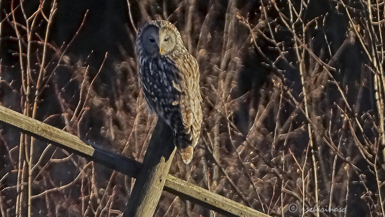 Ural owl