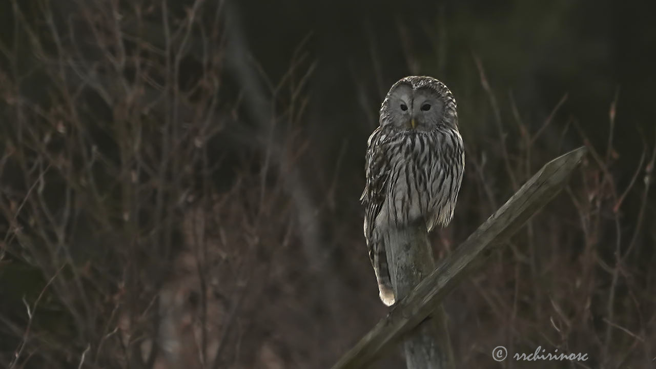 Ural owl