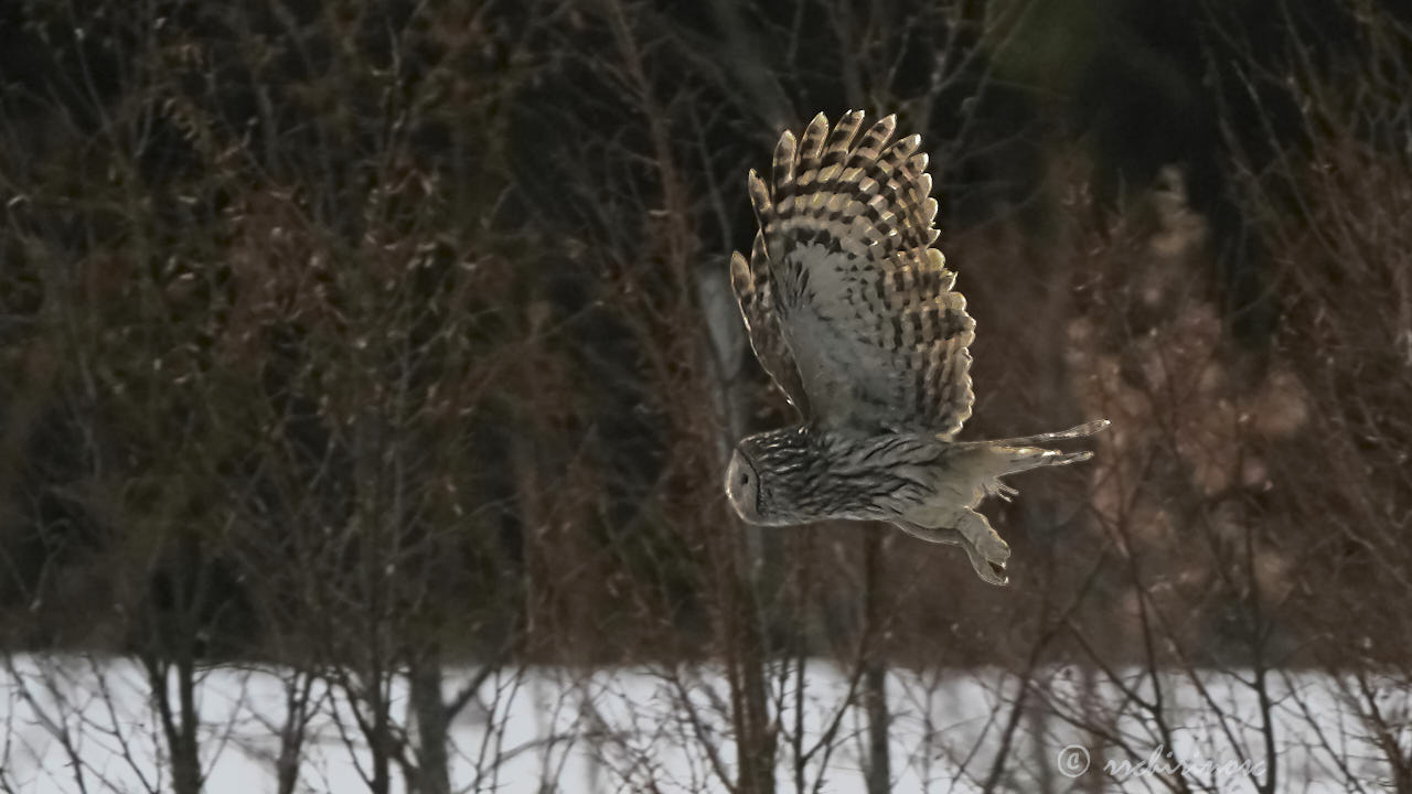 Ural owl