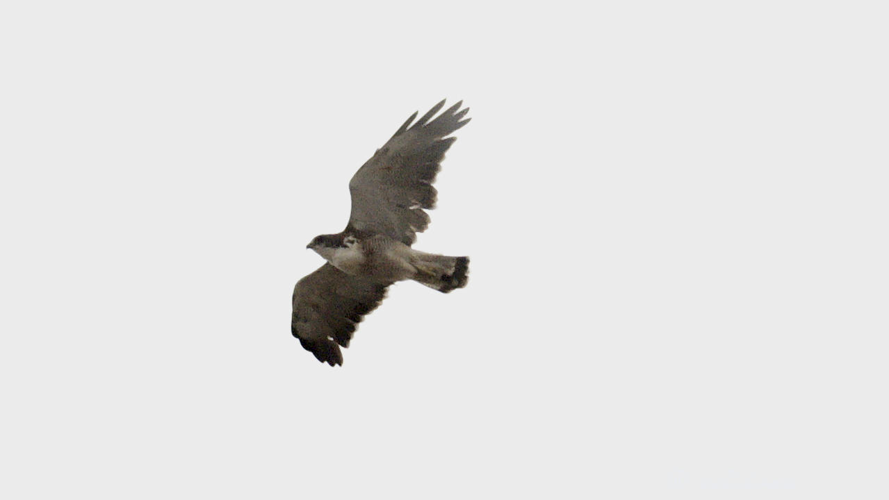 Variable hawk