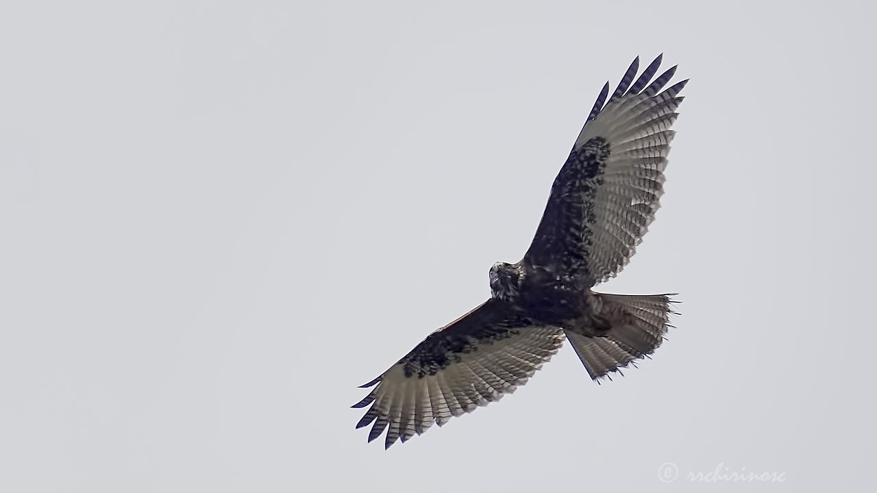 Variable hawk