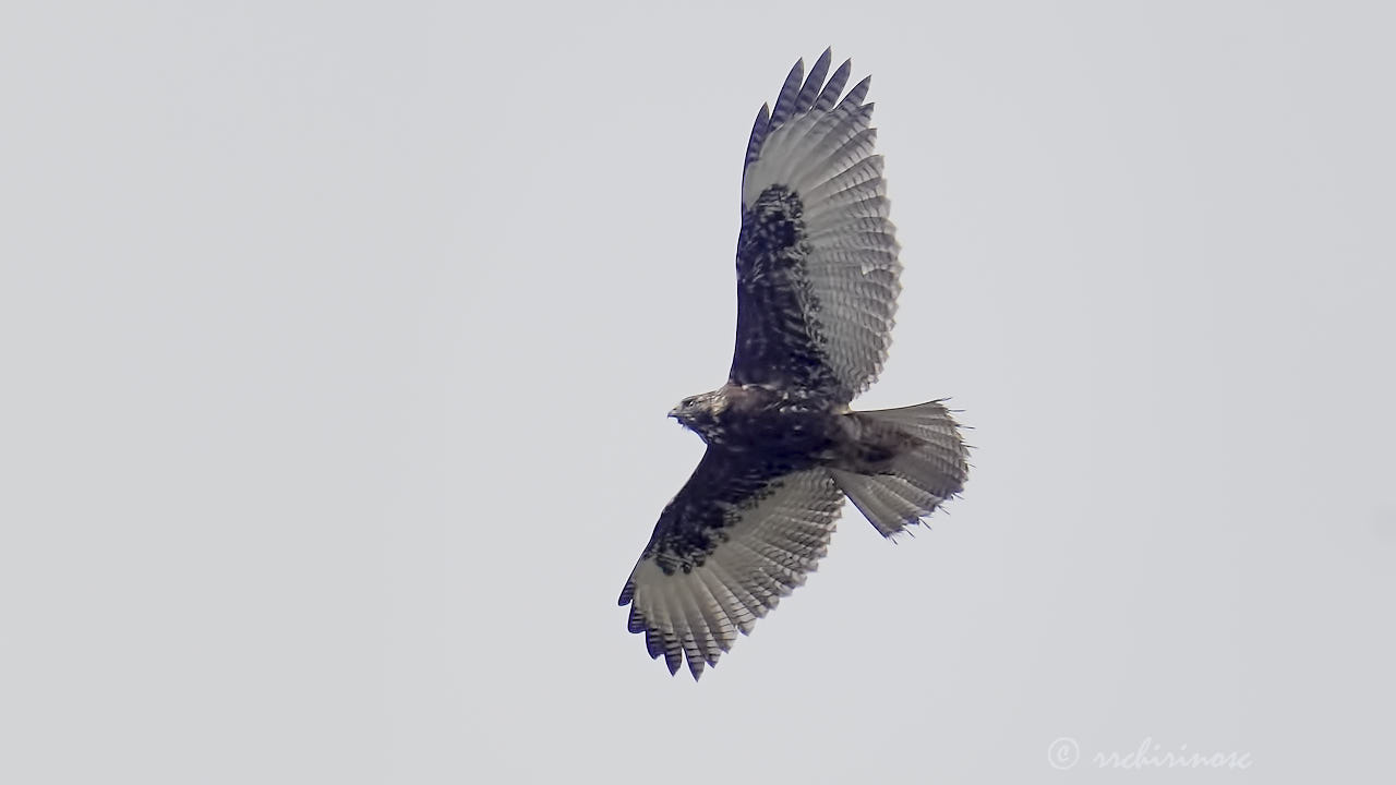 Variable hawk