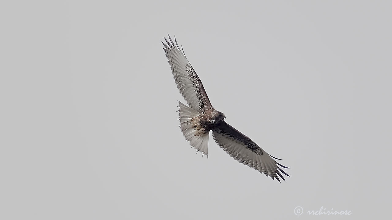 Variable hawk