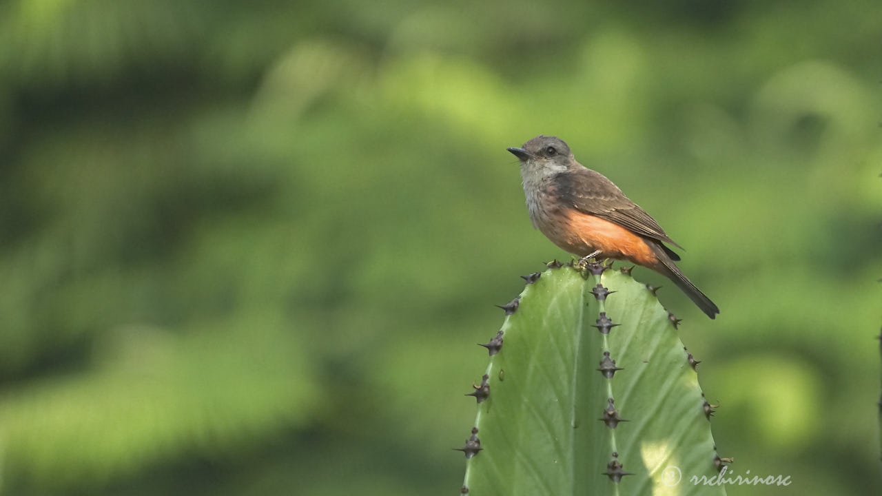 Vermillion flycatcher