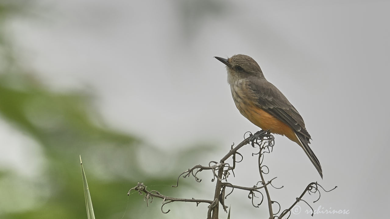 Vermillion flycatcher