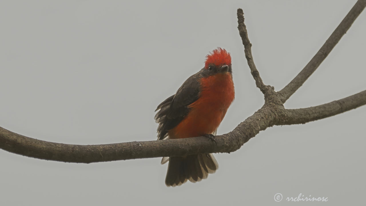 Vermillion flycatcher