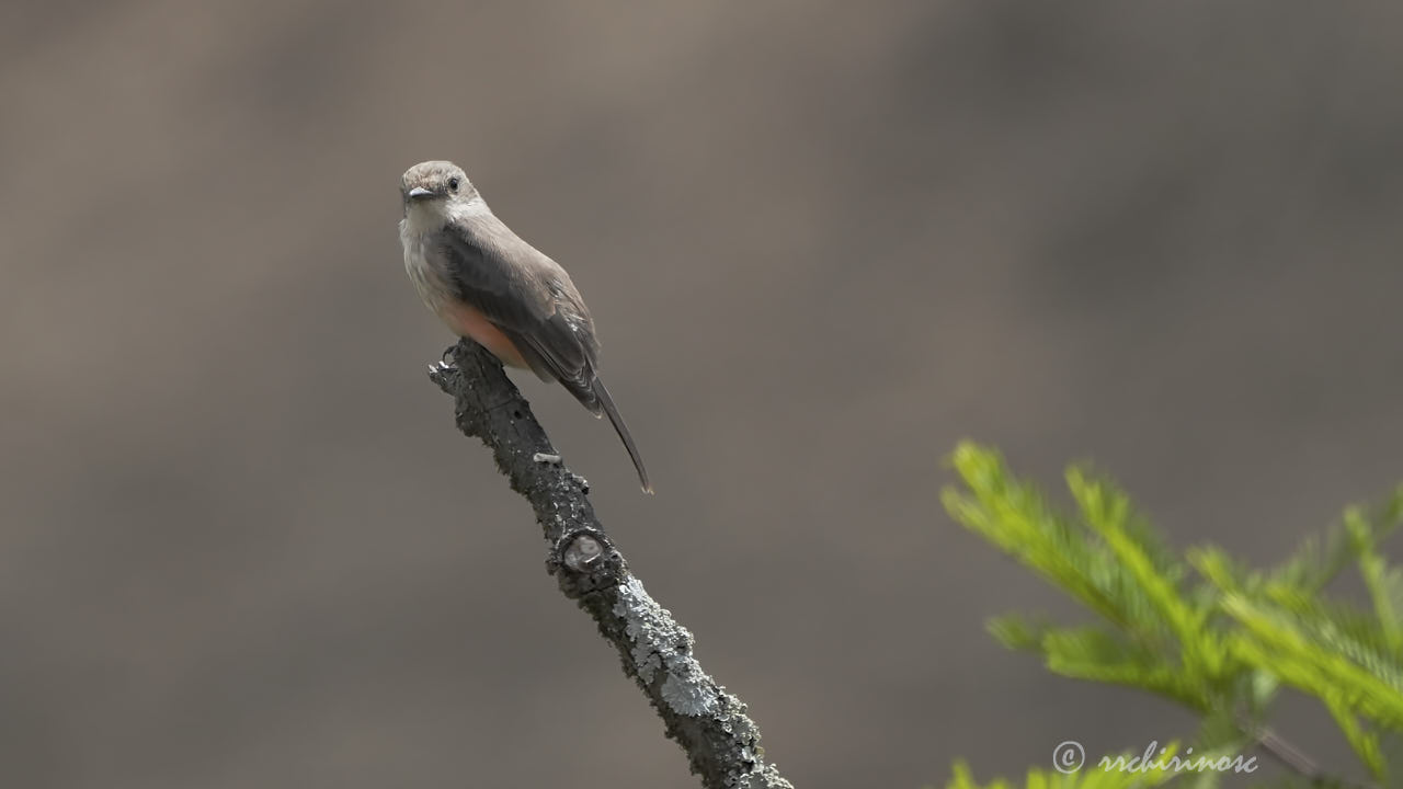 Vermillion flycatcher